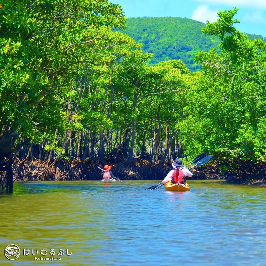 HAIMURUBUSHI はいむるぶしさんのインスタグラム写真 - (HAIMURUBUSHI はいむるぶしInstagram)「西表島の東部に流れる仲間川。河口には日本最大の面積を有するマングローブ林が広がり「仲間川天然保護区域」として国の天然記念物になっています。その大自然を探検するカヤックツアーがお勧めです。#沖縄 #西表島 #仲間川 #カヤック #マングローブ #はいむるぶし #japan #okinawa #yaeyamaislands #iriomoteisland #mangrove #kayak #tour #kohamaisland #beachresort #haimurubushi」6月30日 19時31分 - haimurubushi_resorts