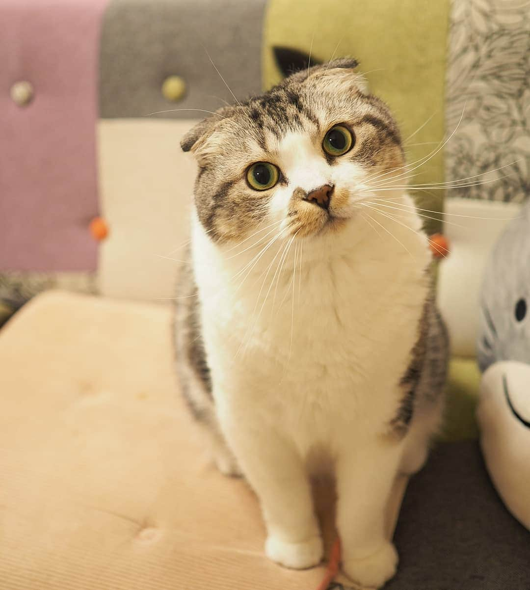 Hitomiさんのインスタグラム写真 - (HitomiInstagram)「2019.06.30  おかえりー😻 今日も お疲れ様にゃ！😽💕 . とりあえず #ごはんくれ ！ . 食べ終わった後、ソファで爪とぐのヤメロ😂😂 . . やまとちゃん @nekotohanato  10歳のお誕生日おめでとう🎂💕 トコブシ食べる？😹 #やまとちゃんhappy10thbirthday2019 . . #しっぽ祭  #今日のトコブシ #nyancon01 #りぷちんに届け元気玉  #じゃこ#あご肉部 部長🍙 #ブヒブヒ倶楽部 #シブにゃん隊over10jr  #ねこ部#関西ねこ部#ふわもこ部 #ペコねこ部#もちぽよ部#みんねこ#お口まわり玉ねぎ隊#無敵の親バカ同盟 #スタペグラム」6月30日 19時54分 - jako0317