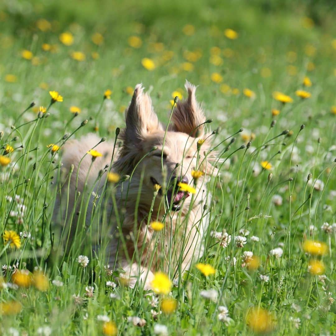 ハッチ＆ニコのインスタグラム：「🐶🌱🌿🌼ひぁっほー #カメラ嫌い同好会 #pecoいぬ部 #犬の生活が第一 #癒しわんこ #dachshund #犬バカ部 #短足部 #ふわもこ部 #tokyocameraclub #東京カメラ部」