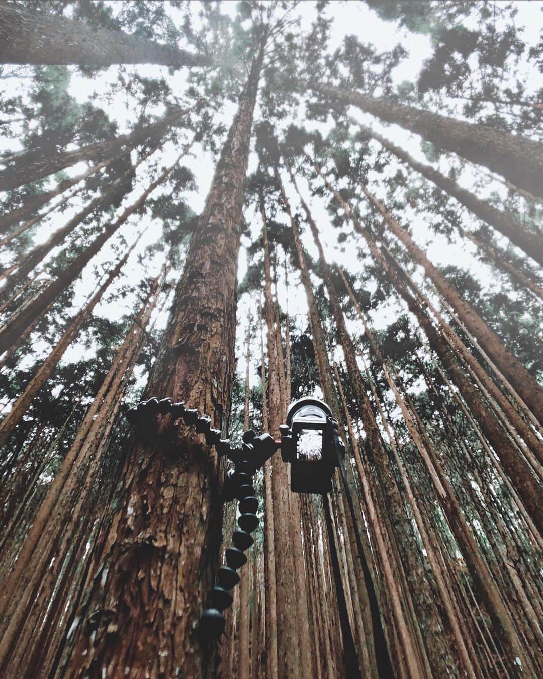 Koichiさんのインスタグラム写真 - (KoichiInstagram)「. . Into the forest 🚙 . . @jobyinc #GorillaPod #JOBY .」6月30日 20時19分 - koichi1717