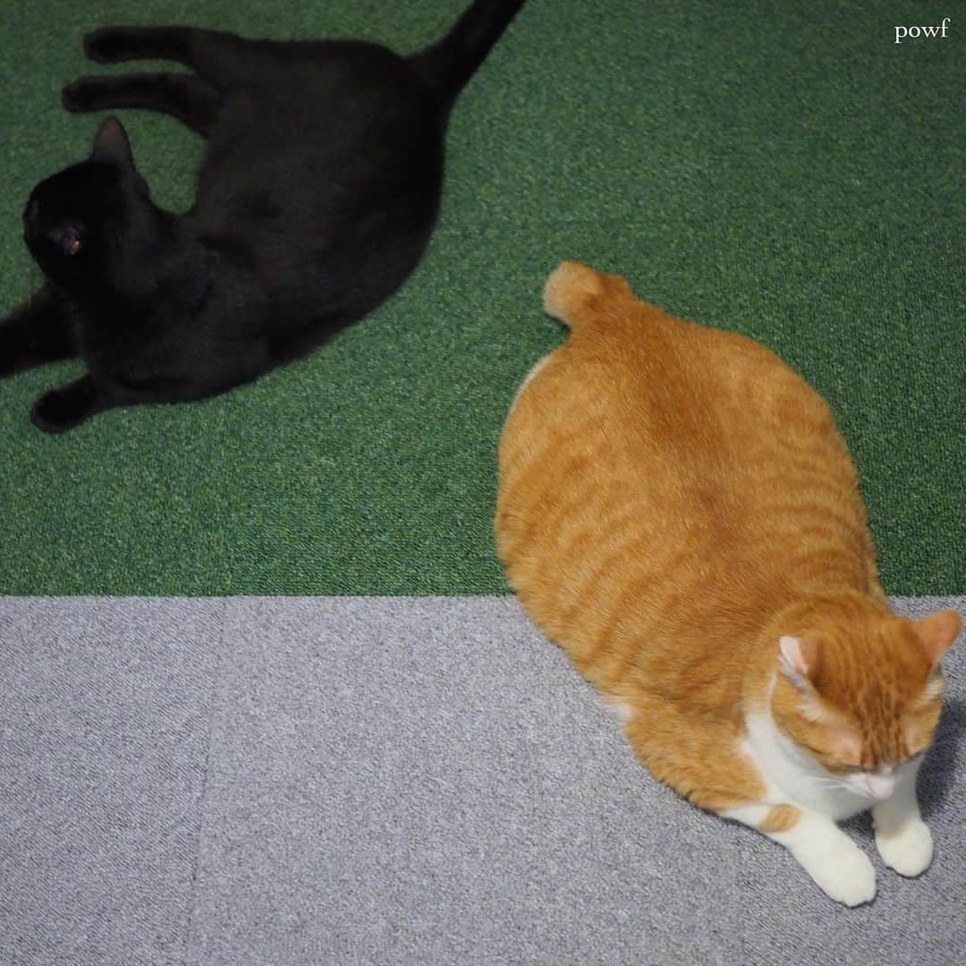 anemone_69のインスタグラム：「. 新しいタイルカーペットでも ツーショット。 . . #ハカセとキョウジュ #cat #猫 #保護猫 . . .」