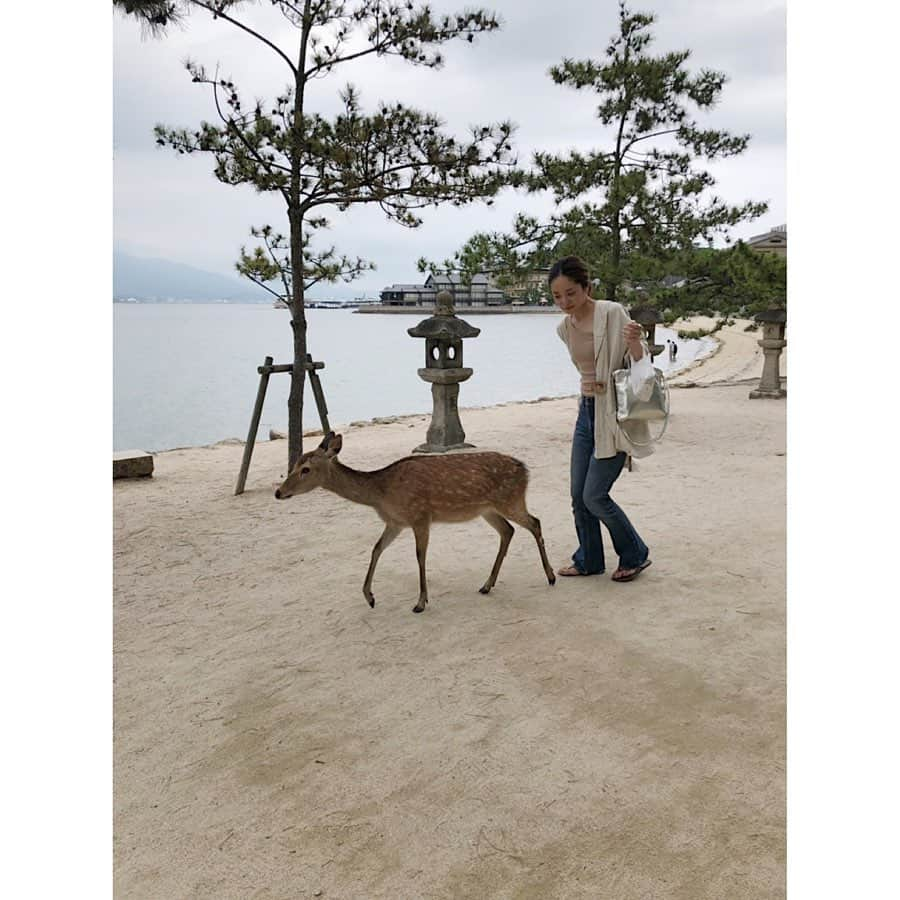 川島幸恵さんのインスタグラム写真 - (川島幸恵Instagram)「行きたかった宮島⛩﻿ ﻿ ホテルから乗り込んだフェリーがかなりの昭和感を醸し出していて大爆笑😂﻿ ﻿ 宮島に着いてからえんでぃーと合流。﻿ 厳島神社の大鳥居、工事が始まってました⛑が、見れて良かった☺️﻿ ﻿ 鹿が自由にいる感じとか、とにかく静かでのんびり。﻿ こんな田舎があったらいいなぁ〜なんて思いつつ。﻿ 地ビール飲んで、最終フェリーで市内へ。﻿ ﻿ 前職(flowerチーム)で集まって前夜祭🍻﻿ 翌日が結婚式だというのに盛り上がりすぎた夜。﻿ ﻿ #広島 #宮島 #厳島 #厳島神社 #大鳥居 #世界文化遺産 #日本三景 #広島グルメ #がんす #コーネ」6月30日 20時33分 - sachie118