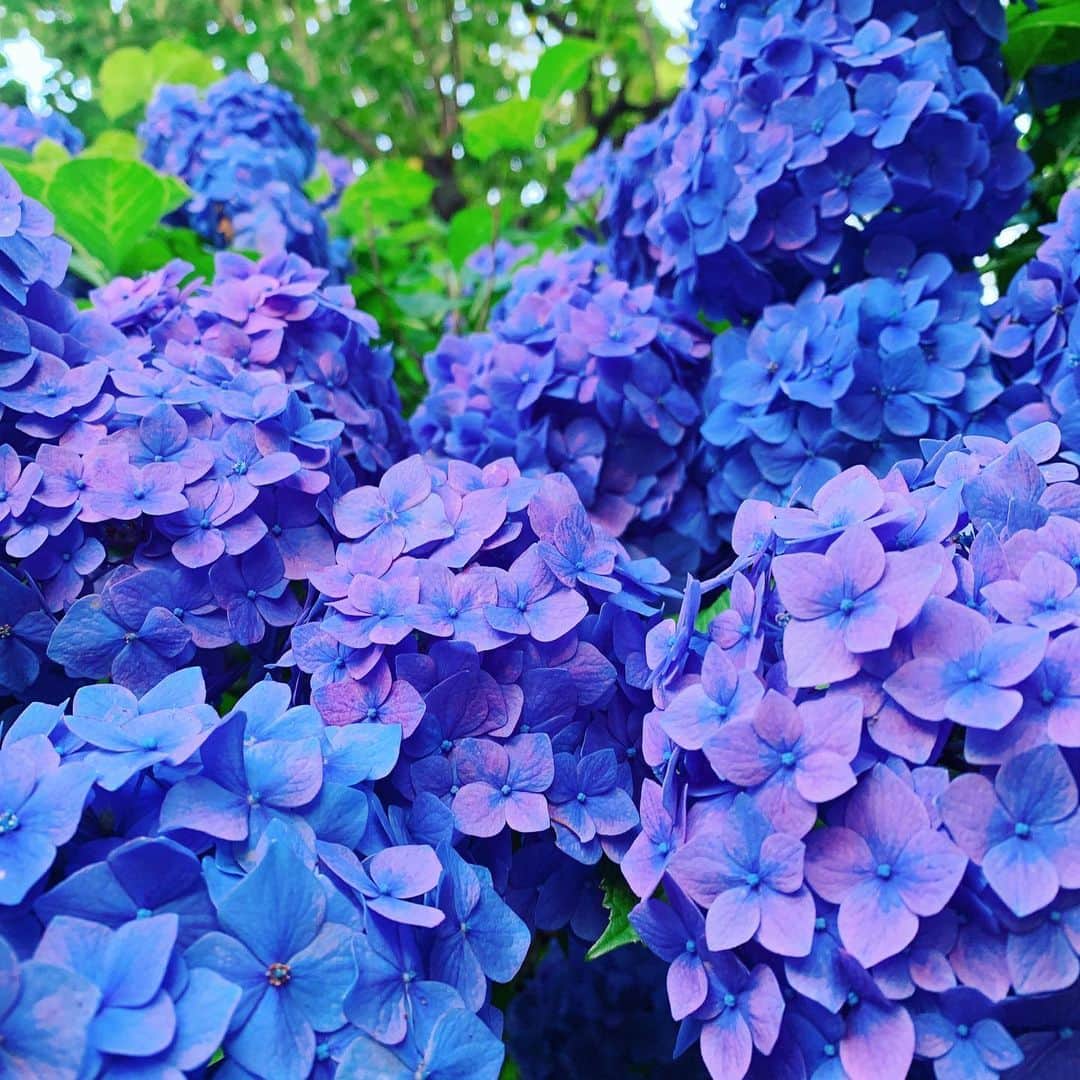 神田咲実さんのインスタグラム写真 - (神田咲実Instagram)「6月が終わりますね。 * 7月が来ることわくわくする💃けど * でもまだ このぱきっとした 発色が大好きな紫陽花を 見ていたい気もするよ☺️💙💜💚 * #紫陽花#花#睦月」6月30日 20時46分 - sakimikanda