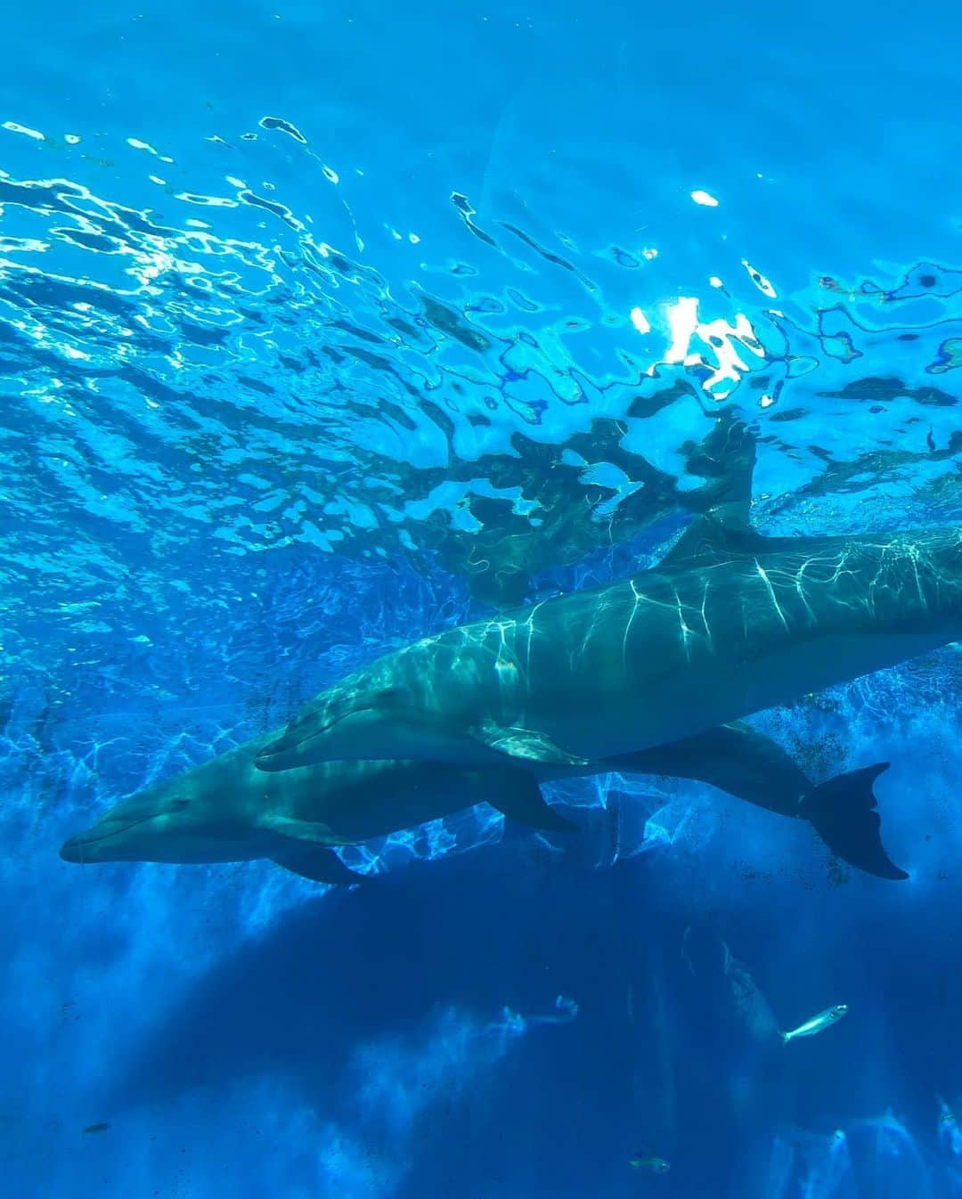 小澤しぇいんさんのインスタグラム写真 - (小澤しぇいんInstagram)「前水族館行った時の写真載せるの忘れちった。 イルカさんいいタイミングで来てくれたの🐬 マンボウもセイウチもペンギン来てくれたの❤️ おざわ動物に好かれるのかも。おざわも動物大好き。最後の動画はペンギンさんと遊んだ時✨ イルカショーも見て、イルカの魅力にハマって大好きになった♡ この日のお洋服は前にも載せたセットアップ🐈 実は同じの後2色持ってる。 お気に入り💕 #titivate  #ティティベイト #リーフプリントパフスリーブブラウス #リーフプリントフレアロングスカート #titivatestyle #シンプルコーデ #coordinate #ootd #instagood @titivatejp」6月30日 20時54分 - 1217_shane