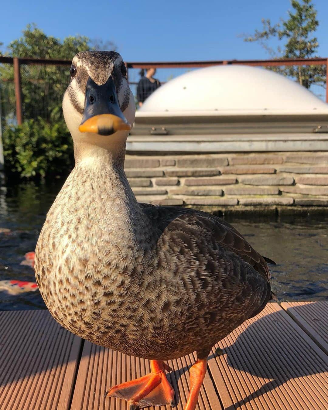 小澤しぇいんさんのインスタグラム写真 - (小澤しぇいんInstagram)「前水族館行った時の写真載せるの忘れちった。 イルカさんいいタイミングで来てくれたの🐬 マンボウもセイウチもペンギン来てくれたの❤️ おざわ動物に好かれるのかも。おざわも動物大好き。最後の動画はペンギンさんと遊んだ時✨ イルカショーも見て、イルカの魅力にハマって大好きになった♡ この日のお洋服は前にも載せたセットアップ🐈 実は同じの後2色持ってる。 お気に入り💕 #titivate  #ティティベイト #リーフプリントパフスリーブブラウス #リーフプリントフレアロングスカート #titivatestyle #シンプルコーデ #coordinate #ootd #instagood @titivatejp」6月30日 20時54分 - 1217_shane