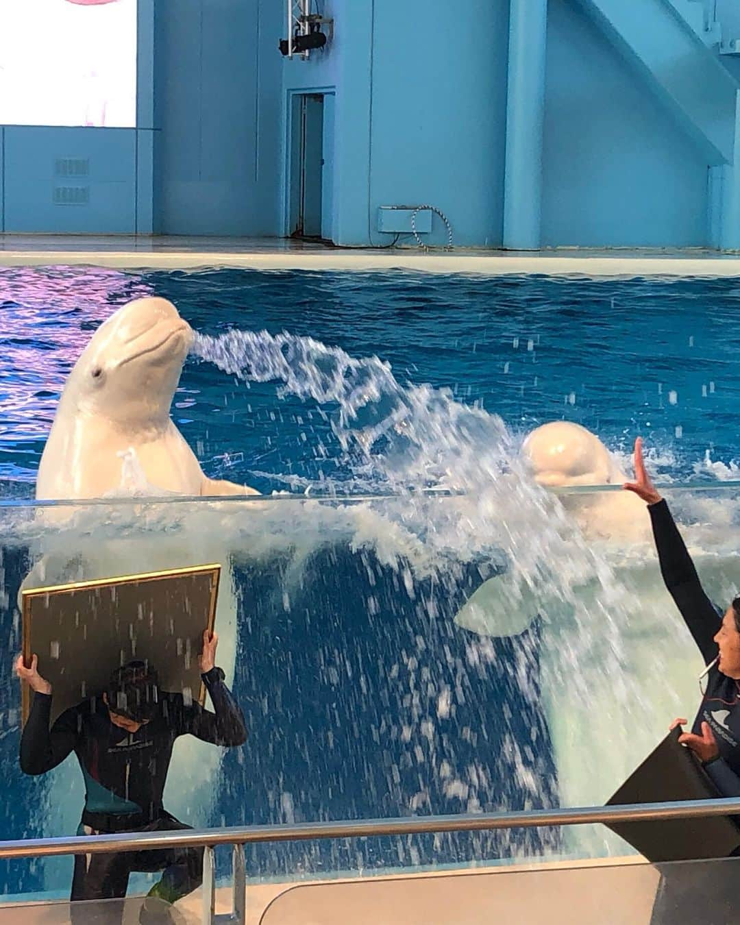 小澤しぇいんさんのインスタグラム写真 - (小澤しぇいんInstagram)「前水族館行った時の写真載せるの忘れちった。 イルカさんいいタイミングで来てくれたの🐬 マンボウもセイウチもペンギン来てくれたの❤️ おざわ動物に好かれるのかも。おざわも動物大好き。最後の動画はペンギンさんと遊んだ時✨ イルカショーも見て、イルカの魅力にハマって大好きになった♡ この日のお洋服は前にも載せたセットアップ🐈 実は同じの後2色持ってる。 お気に入り💕 #titivate  #ティティベイト #リーフプリントパフスリーブブラウス #リーフプリントフレアロングスカート #titivatestyle #シンプルコーデ #coordinate #ootd #instagood @titivatejp」6月30日 20時54分 - 1217_shane