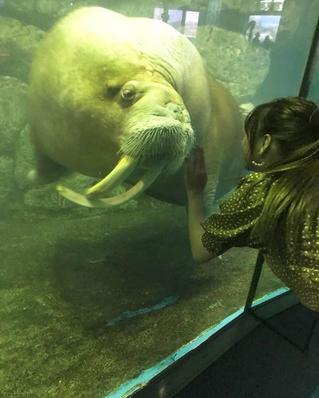 小澤しぇいんさんのインスタグラム写真 - (小澤しぇいんInstagram)「前水族館行った時の写真載せるの忘れちった。 イルカさんいいタイミングで来てくれたの🐬 マンボウもセイウチもペンギン来てくれたの❤️ おざわ動物に好かれるのかも。おざわも動物大好き。最後の動画はペンギンさんと遊んだ時✨ イルカショーも見て、イルカの魅力にハマって大好きになった♡ この日のお洋服は前にも載せたセットアップ🐈 実は同じの後2色持ってる。 お気に入り💕 #titivate  #ティティベイト #リーフプリントパフスリーブブラウス #リーフプリントフレアロングスカート #titivatestyle #シンプルコーデ #coordinate #ootd #instagood @titivatejp」6月30日 20時54分 - 1217_shane