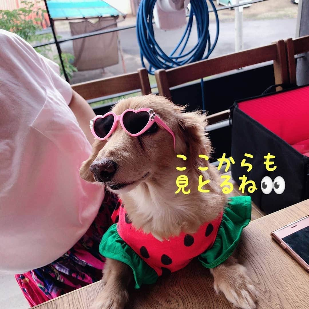 ピックさんのインスタグラム写真 - (ピックInstagram)「ちょいワルおやじ🐶 ドスケベ🐶👀 、 サングラス😎すると、笑えるくらい ドスケベ🐶👀、老眼鏡🤣🤣 、 見たいじゃない👀🤔🐶 、 おむつに、ドスケベ🐶👀 おむつに、ちょいワル(笑) どれもなんだか、(笑)😁 、 ６月も、楽しいigをありがとう～👍 、 #夏コーデ  #夏 #すいか  #サングラス #カフェ #instadog #ilovedog #dogstagram #west_dog_japan #all_dog_japan #todayswanko #inulog #coolangel #ミニチュアダックス #ミニチュアダックスフンド #イヌスタグラム #いぬすたぐらむ #犬 #だいすき #美容 #ダイエット #いぬドル #かわいい #シニア犬 #14歳 #ピック #モデル犬 #イケワン #わんわん小学校」6月30日 21時00分 - pick09040904