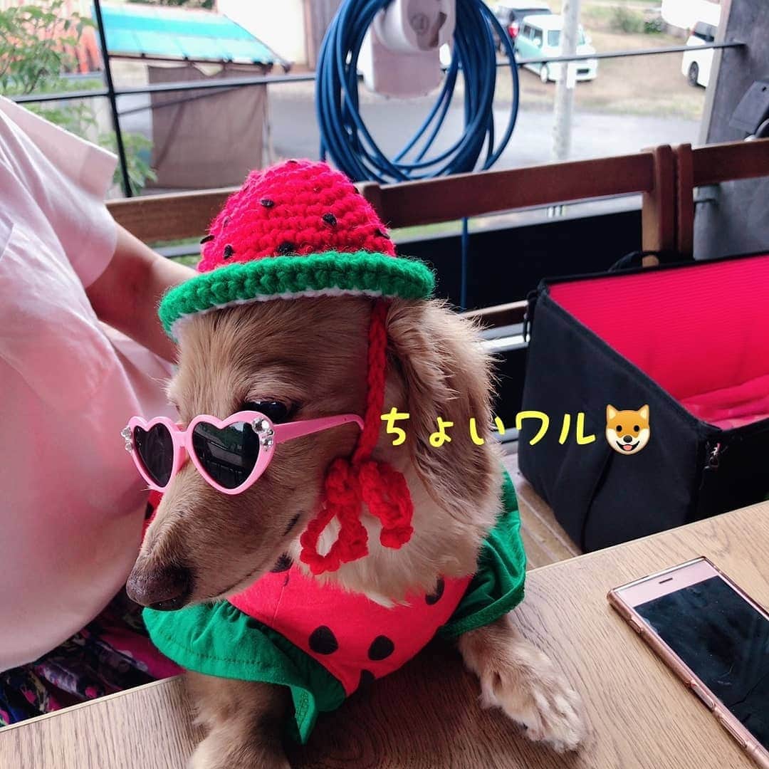 ピックさんのインスタグラム写真 - (ピックInstagram)「ちょいワルおやじ🐶 ドスケベ🐶👀 、 サングラス😎すると、笑えるくらい ドスケベ🐶👀、老眼鏡🤣🤣 、 見たいじゃない👀🤔🐶 、 おむつに、ドスケベ🐶👀 おむつに、ちょいワル(笑) どれもなんだか、(笑)😁 、 ６月も、楽しいigをありがとう～👍 、 #夏コーデ  #夏 #すいか  #サングラス #カフェ #instadog #ilovedog #dogstagram #west_dog_japan #all_dog_japan #todayswanko #inulog #coolangel #ミニチュアダックス #ミニチュアダックスフンド #イヌスタグラム #いぬすたぐらむ #犬 #だいすき #美容 #ダイエット #いぬドル #かわいい #シニア犬 #14歳 #ピック #モデル犬 #イケワン #わんわん小学校」6月30日 21時00分 - pick09040904