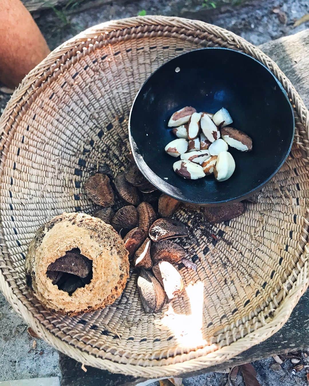 sananasのインスタグラム：「La noix du Brésil 😋J’ai eu la chance de manger des noix fraîchement récoltées, je peux vous dire que ça n’a rien à voir avec celles que j’achète 😂 C’est un en-cas que les Indiens aiment accompagné de manioc sous toutes ses formes : semoule, pain, tapioca ... Sur la 2ème photo c’est une sorte de semoule de manioc. Notre guide nous a expliqué que c’est un peu “le riz d’ici” et que c’est un incontournable (regardes mes stories c’est trop intéressant). Sur la dernière photo, ceux qui suivent mes stories le savent 😆,grace à la sève récoltée d’un arbre Brésilien appelé “hévéa” ils fabriquaient le caoutchouc. Manaus a connu un très fort dynamisme économique en 1850 lorsque la demande en caoutchouc a explosé ! En l’espace de 50 ans la population de la province d’Amazonas a été multipliée par 25 😱Avec cette activité il y a également eu énormément de constructions telles que : bibliothèque, théâtre, palais de justice ... Ils l’appelaient “Le Paris des tropiques” 😊 Maintenant la plupart du caoutchouc est faite à partir du pétrole. . #Amazonie #Amazonas #Bresil #Manaus #RioNegro #Tui #TuiFrance」