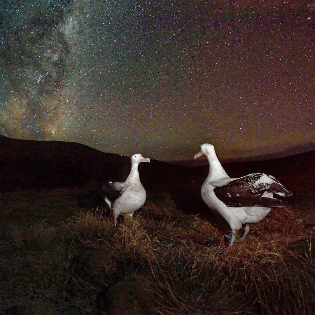 Thomas Peschakさんのインスタグラム写真 - (Thomas PeschakInstagram)「Wandering albatrosses dance beneath the Milky Way glowing in the sub-Antarctic night sky. On Marion Island most courtship activities take place during the day, usually peaking in late afternoon. However on one clear and freezing cold night I could clearly hear the donkey like braying sounds of sky calling wandering albatrosses echo across the plains. Moving around the island terrain of swampy mires and treacherous lava fields is tricky at night and I only managed to make a single photograph right at the tail end of this elaborate courtship ritual. Shot on assignment for @NatGeo in collaboration with @environmentza and @ottowhitehead on South Africa’s Marion Island. #southafrica #marionisland #albatross #antartica #seabird」6月30日 21時06分 - thomaspeschak