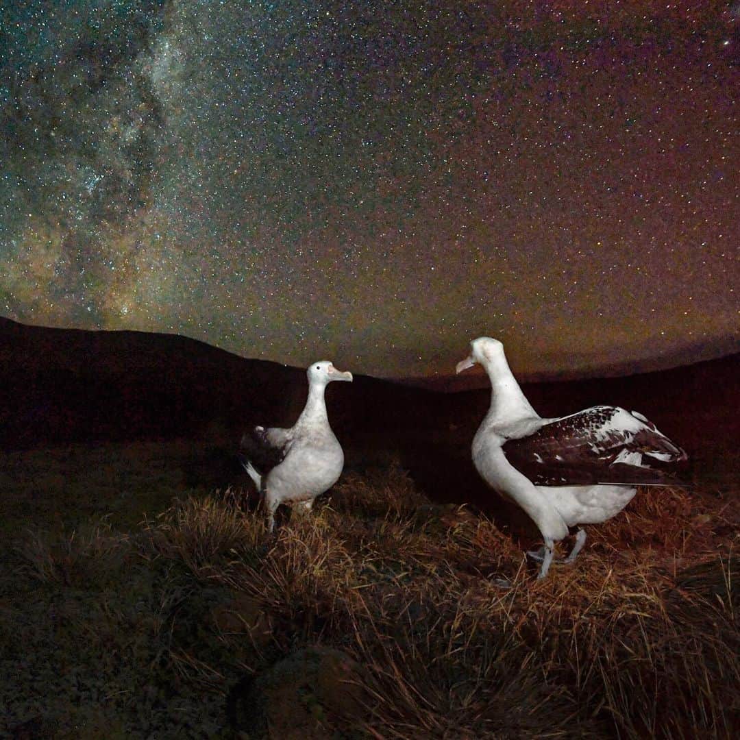 Thomas Peschakのインスタグラム：「Wandering albatrosses dance beneath the Milky Way glowing in the sub-Antarctic night sky. On Marion Island most courtship activities take place during the day, usually peaking in late afternoon. However on one clear and freezing cold night I could clearly hear the donkey like braying sounds of sky calling wandering albatrosses echo across the plains. Moving around the island terrain of swampy mires and treacherous lava fields is tricky at night and I only managed to make a single photograph right at the tail end of this elaborate courtship ritual. Shot on assignment for @NatGeo in collaboration with @environmentza and @ottowhitehead on South Africa’s Marion Island. #southafrica #marionisland #albatross #antartica #seabird」