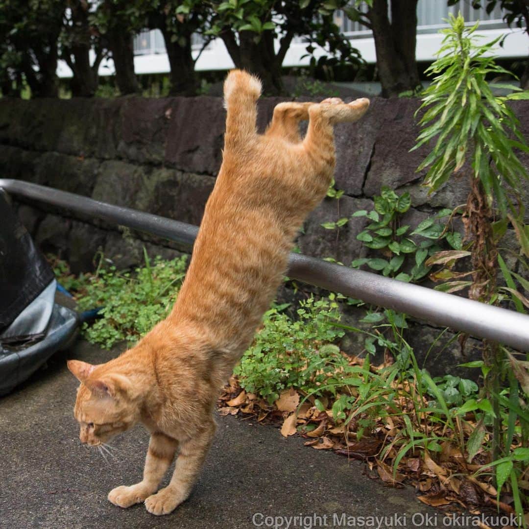 Masayukiさんのインスタグラム写真 - (MasayukiInstagram)「跳び越す。  #cat #ねこ」6月30日 21時17分 - okirakuoki