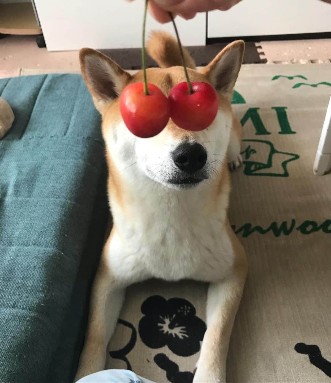 高橋みゆきのインスタグラム：「さくらんぼ🍒あっという間になくなった💨ほぼ私が食べたよ🤗 #さくらんぼ #佐藤錦」