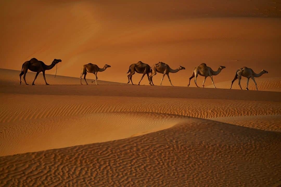 Michael Yamashitaさんのインスタグラム写真 - (Michael YamashitaInstagram)「Moreeb sand dunes near Liwa – a heard of young camels out on their first walk at sunrise. There are several Bedouin camel farms in this area breeding them for camel racing at the nearby race track in Liwa. We had a hard time keeping up with them, riding ATVs over endless sand dunes. #AbuDhabi #UAE #unitedarabemirates #camels」6月30日 22時00分 - yamashitaphoto