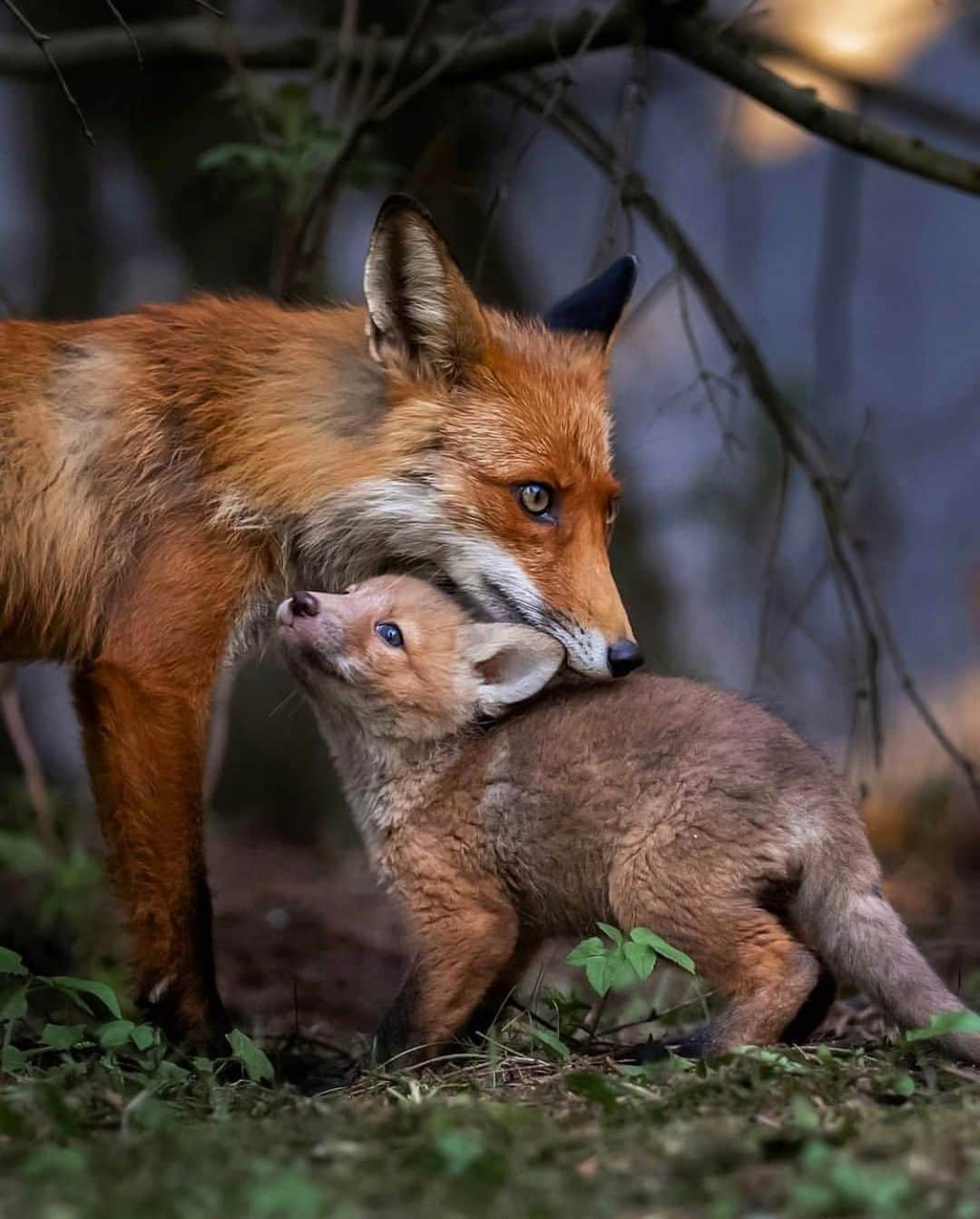 Discoveryさんのインスタグラム写真 - (DiscoveryInstagram)「“Under mom's protection. ❤️ Earlier this year I was lucky enough to find this beautiful fox family living very close to my home. All five cubs looked very fit and healthy. Mother fox brought them some small animals to eat but they still preferred breastfeeding. Hoping all the best for these little guys and their hard-working mother.” 🦊 📸 + caption by Ossi Saarinen (@soosseli) . . . . #photography #photooftheday #explore #naturephotography #nature #potd #travelIG #wow #wildlife #wildlifeIG #wow #fox #foxes #cubs #baby #cute #family #mom」6月30日 22時17分 - discovery