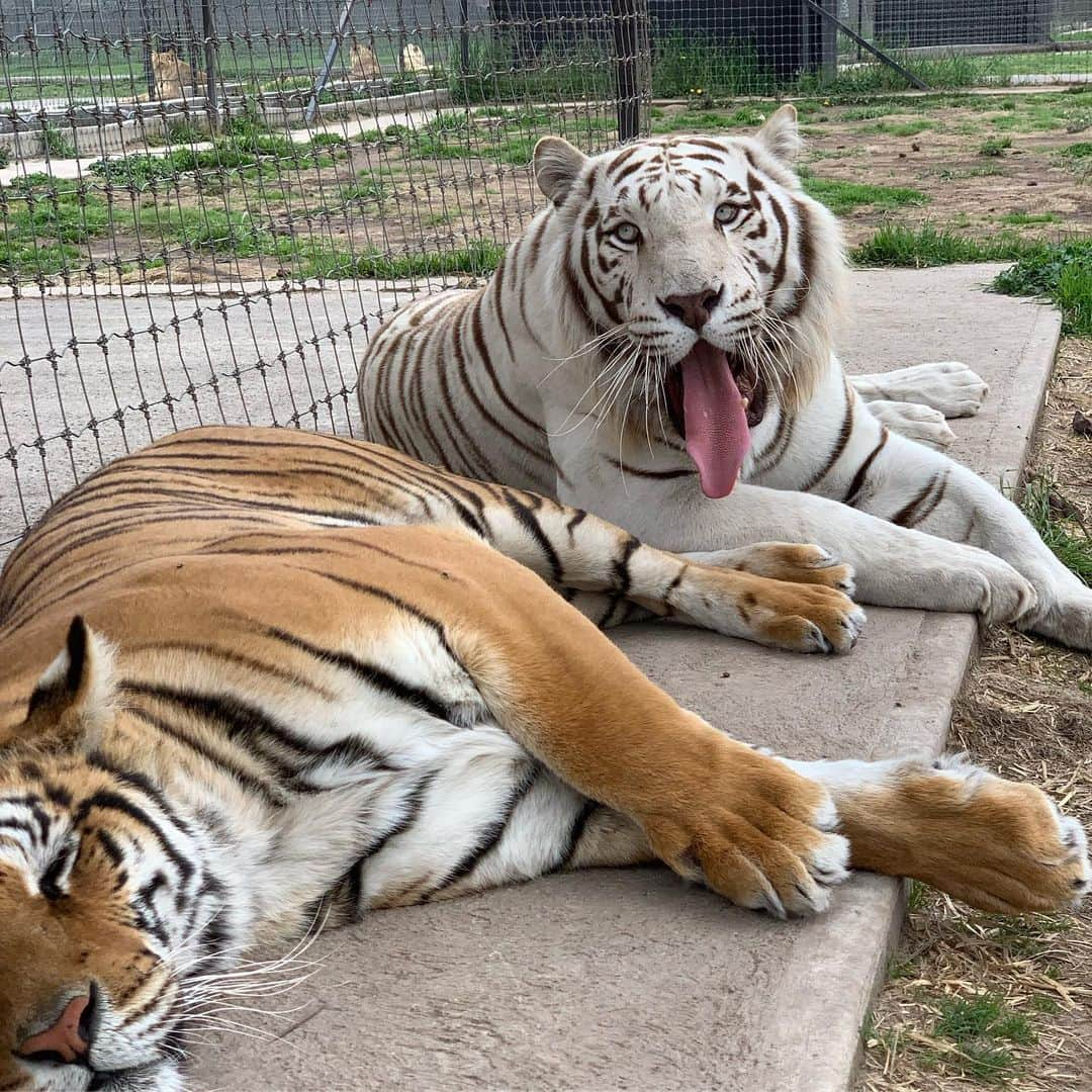 Black Jaguar-White Tiger さんのインスタグラム写真 - (Black Jaguar-White Tiger Instagram)「Enzo and Lluvia (I believe)... #EnzosPrideBJWT #SaveTigers @jamiemichellevine」6月30日 22時25分 - blackjaguarwhitetiger