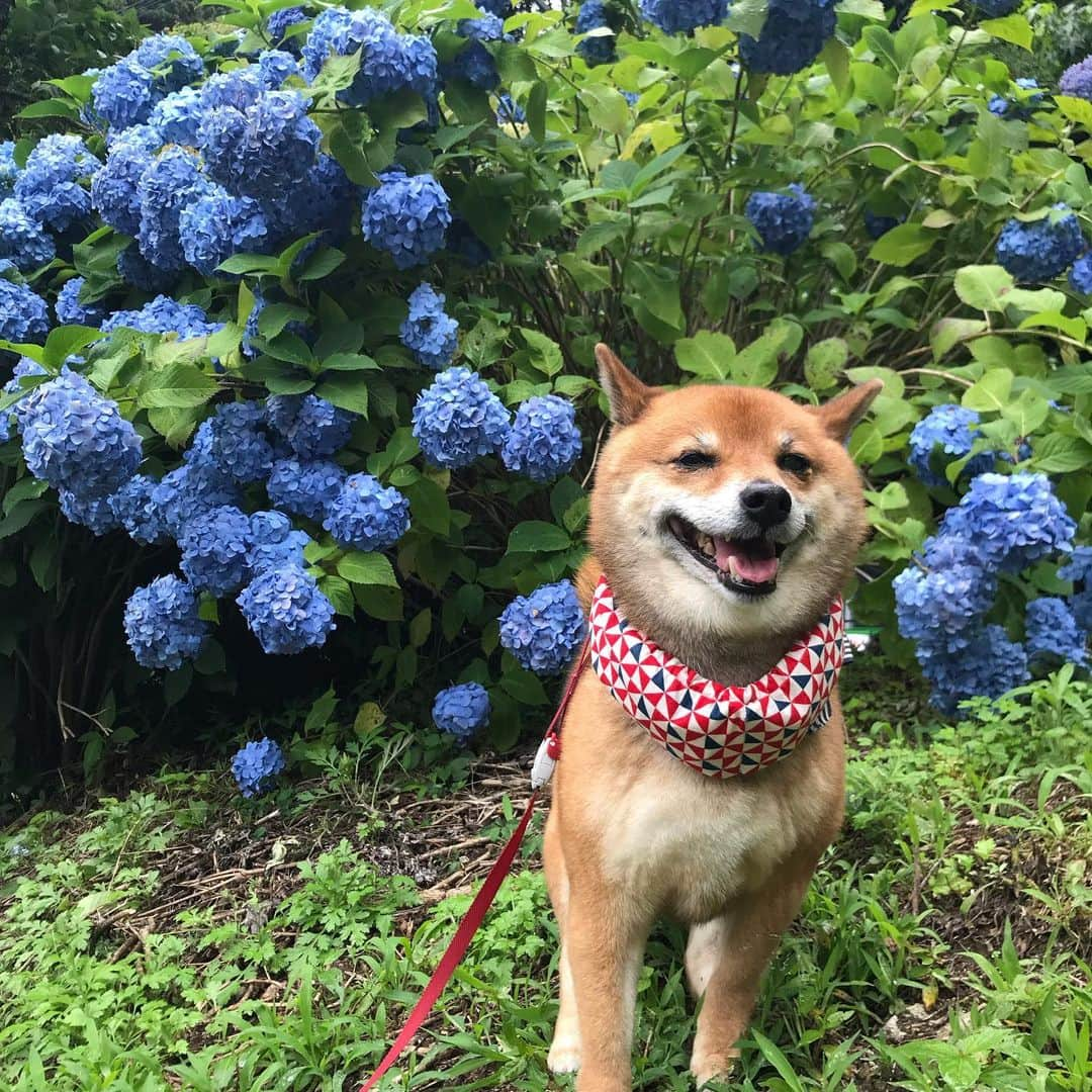 柴犬はなこ Shibainu Hanakoさんのインスタグラム写真 - (柴犬はなこ Shibainu HanakoInstagram)「We often go to waterfalls for spiritual power.💠💠💠 気がつけば癒しを求めて滝に行ってしまうはなこ家です😆🚗🐾👣 流しそうめん初体験！！難しい〜🥢冷たくて美味しかった😋 #shiba #dog #shibainu #hydrangea #柴犬 #犬 #犬とこども #滝 #白糸の滝 #流しそうめん #あじさい #紫陽花」6月30日 22時50分 - kiki_beee