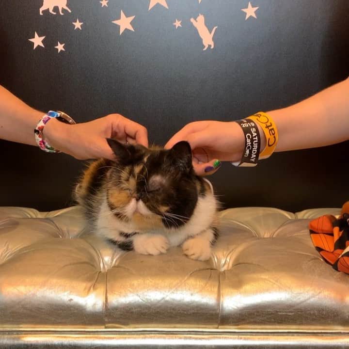 Pudgeのインスタグラム：「Pudge lovin all the gentle head scratches at her meet and greet yesterday. She could sit here all day like this 😌 See you all again today!  Say hi in the comments if these are your arms! ❤️ @catconworldwide @katvondbeauty」