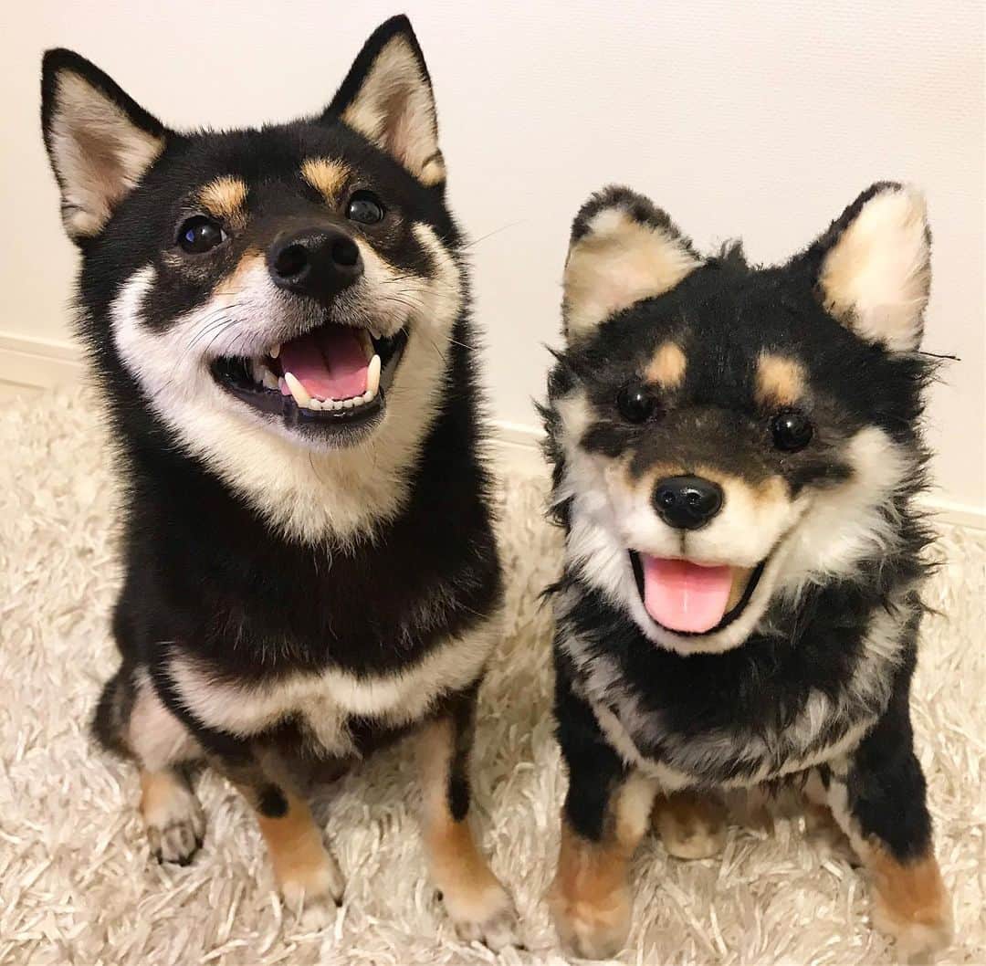 まめ丸のインスタグラム：「* * 『君の名は。』よかったー🐶💓 またないちゃった💦 --------------------------------- 双子くんとブログで『君の名は。』ごっこしたよ🐶❣️ * twins🐶💓 --------------------------------- I updated my blog🐶💓 The URL is in my profile. Please visit it if you have time❣️ * #ぼくもかわいい女の子といれかわりたいな🐶💓 #君の名は * #柴犬#豆柴#柴#黒柴#犬#ふわもこ部#shiba#shibainu#shibastagram#shibadog#puppy#instadog#dogstagram#dog#instashiba#petstagram#pet#cutepetclub#강아지#멍스타그램#doglover#ilovemydog#weeklyfluff#まめ丸双子疑惑」