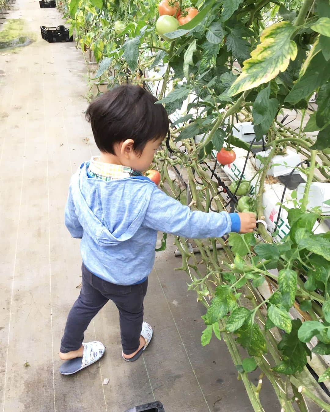 青山大人さんのインスタグラム写真 - (青山大人Instagram)「2歳の長男、人生初のトマト狩り🍅  #青山やまと #青山大人 #選挙区 #茨城6区 #土浦 #土浦市 #つくば #つくば市 #石岡 #石岡市 #かすみがうら #かすみがうら市 #つくばみらい #つくばみらい市 #小美玉 #小美玉市」6月30日 23時10分 - aoyamayamato