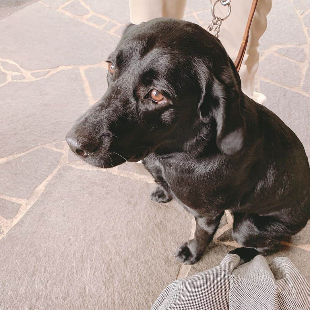 森下千里のインスタグラム：「2代目イーグル🦅 . . #イーグルポイント #golf #dog #ラブラドールレトリバー」