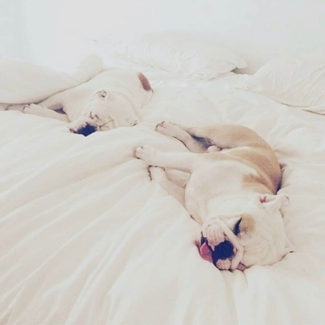 Bodhi & Butters & Bubbahさんのインスタグラム写真 - (Bodhi & Butters & BubbahInstagram)「Mood . . . . #sunday #sleep #time #weekend #mood #bulldog #dogsofinstagram #puppy #love」6月30日 23時22分 - keonistuff