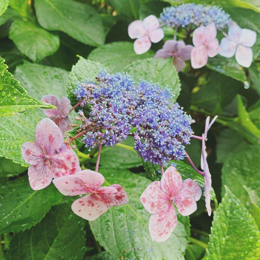 坂本美雨さんのインスタグラム写真 - (坂本美雨Instagram)「おわりかけの にじみのうつくしさに足をとめてばかり。」6月30日 23時45分 - miu_sakamoto