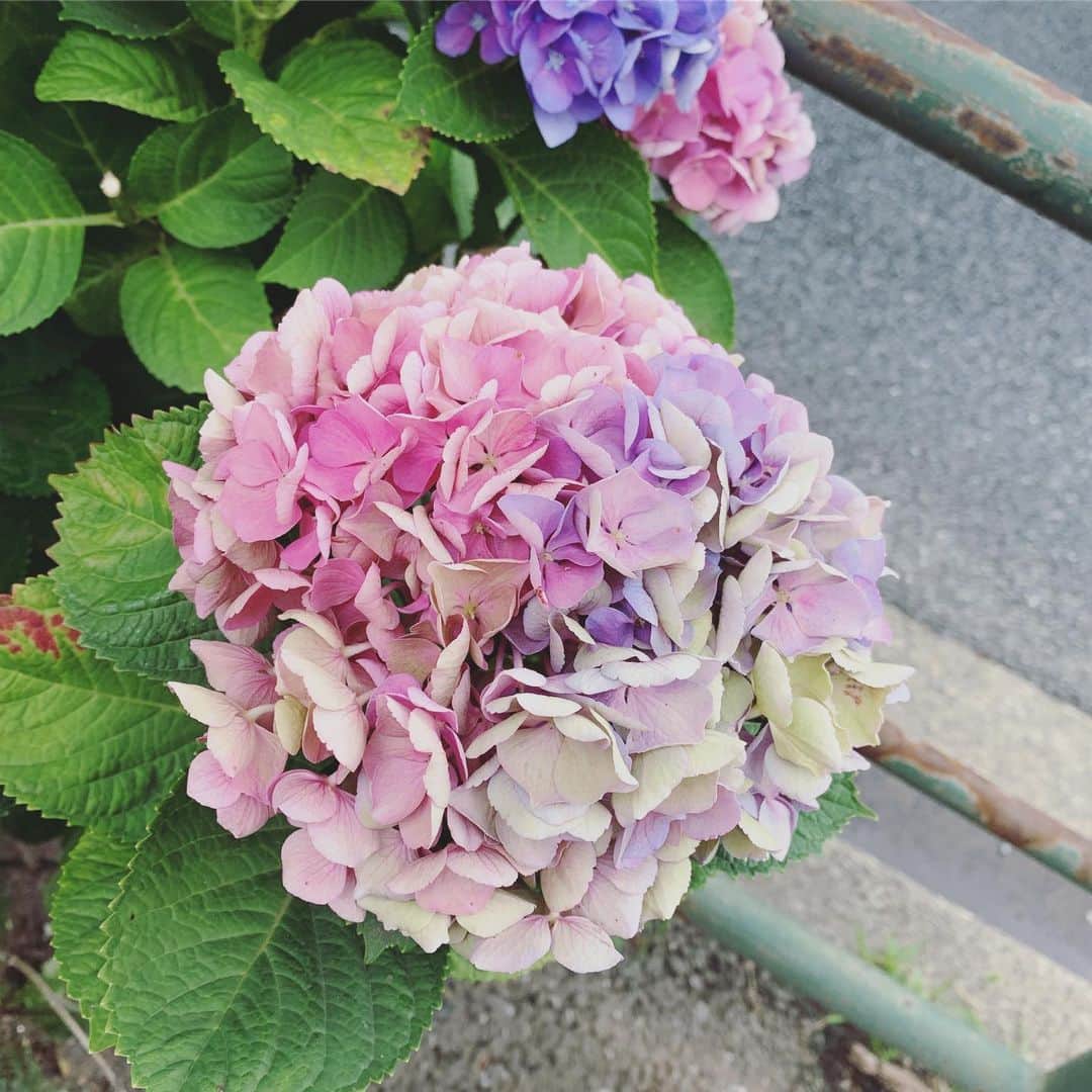 坂本美雨さんのインスタグラム写真 - (坂本美雨Instagram)「おわりかけの にじみのうつくしさに足をとめてばかり。」6月30日 23時45分 - miu_sakamoto