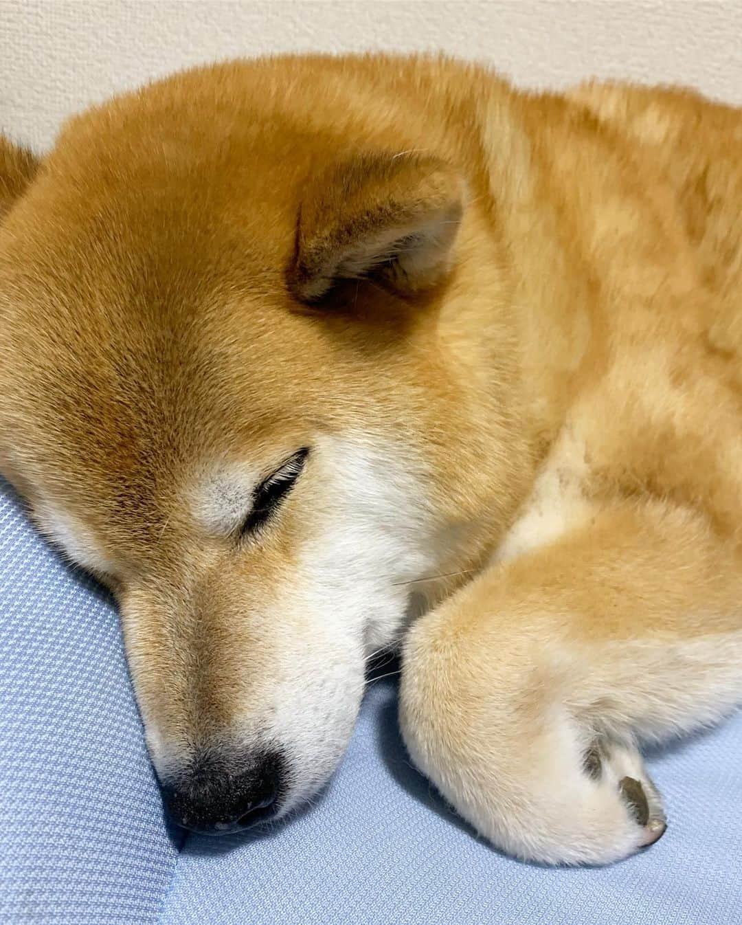 まる（まるたろう）さんのインスタグラム写真 - (まる（まるたろう）Instagram)「Your name.✨🐶💤✨出逢えて良かった #朝起きたらまるだったらどうする❓ #パパ叩き起こして #お散歩して #ママにご飯もらって #お昼寝するの #君の名は #流行りにはとりあえず乗っとく」7月1日 0時13分 - marutaro