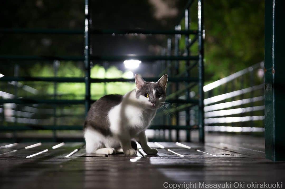 Masayukiさんのインスタグラム写真 - (MasayukiInstagram)「溶けこむ。  #cat #ねこ」7月1日 0時14分 - okirakuoki
