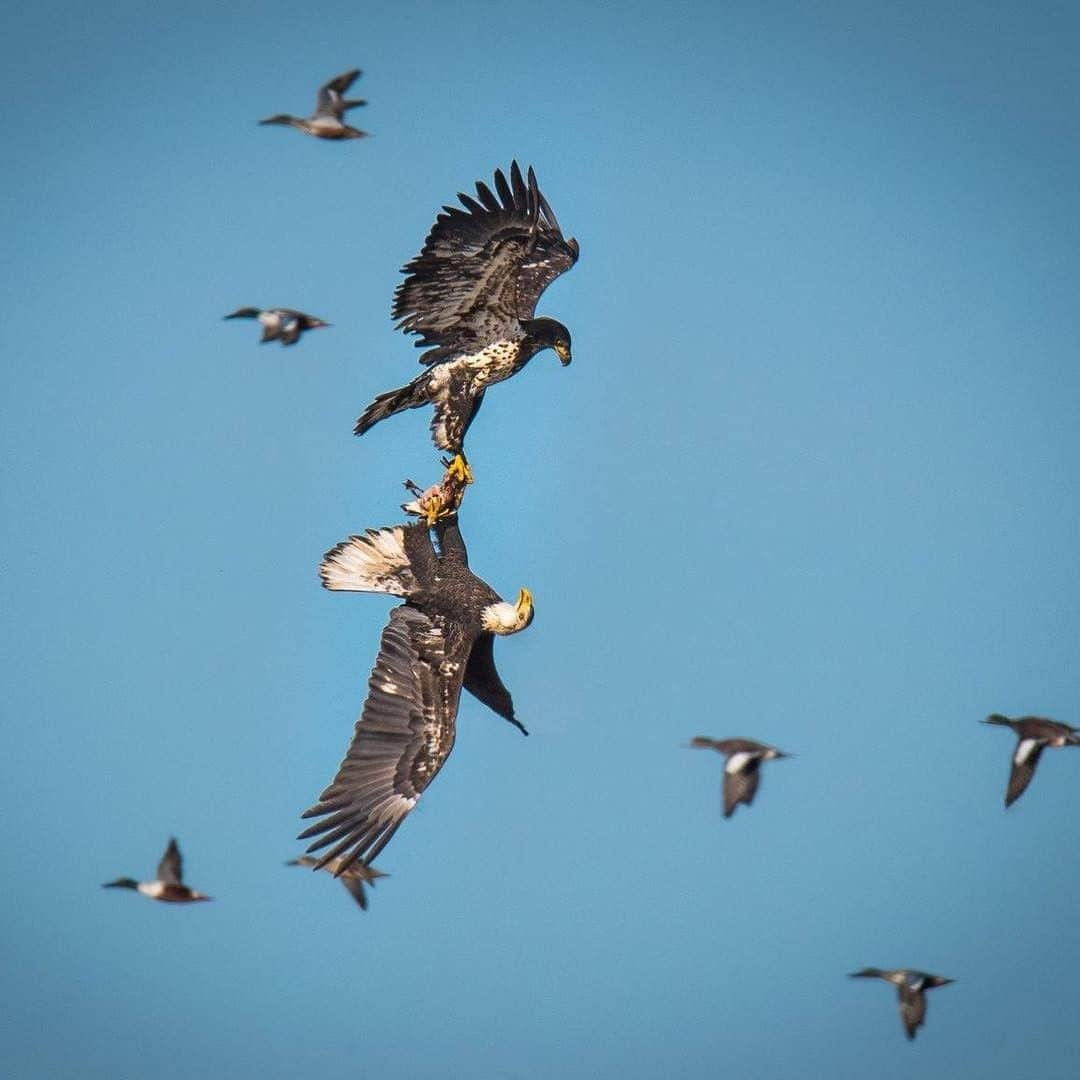 アメリカ内務省さんのインスタグラム写真 - (アメリカ内務省Instagram)「Happy Birthday, @USFWS! We’re wild about you! On this day in 1940, the Department of the Interior consolidated the Bureau of Fisheries and the Bureau of Biological Survey into one agency, calling it the Fish and Wildlife Service. With roots tracing back as far as 1871, the history and programs are some of the first efforts dedicated to natural resource conservation. Photo of two immature bald eagles mid-flight both grabbing hold of a duck at Sacramento National Wildlife Refuge Complex in California by Steve McDonald, U.S. Fish and Wildlife Service. #usinterior #usfws #nationalwildliferefuge」7月1日 0時15分 - usinterior