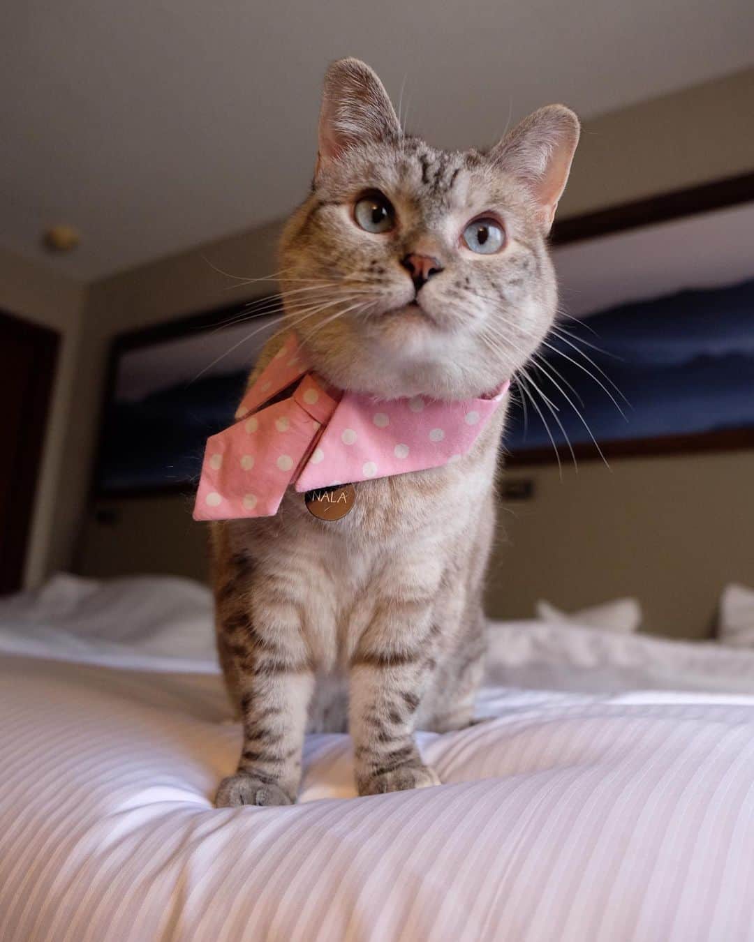 Instagramさんのインスタグラム写真 - (InstagramInstagram)「Hello, friends! ❤️ 🐾 #CatCon greetings from the one, the only... Nala Cat (@nala_cat). 🎀 Right MEOW on our story, spend the day at the big @catconworldwide event — happening all weekend — with this very sweet girl. 😻」7月1日 0時40分 - instagram