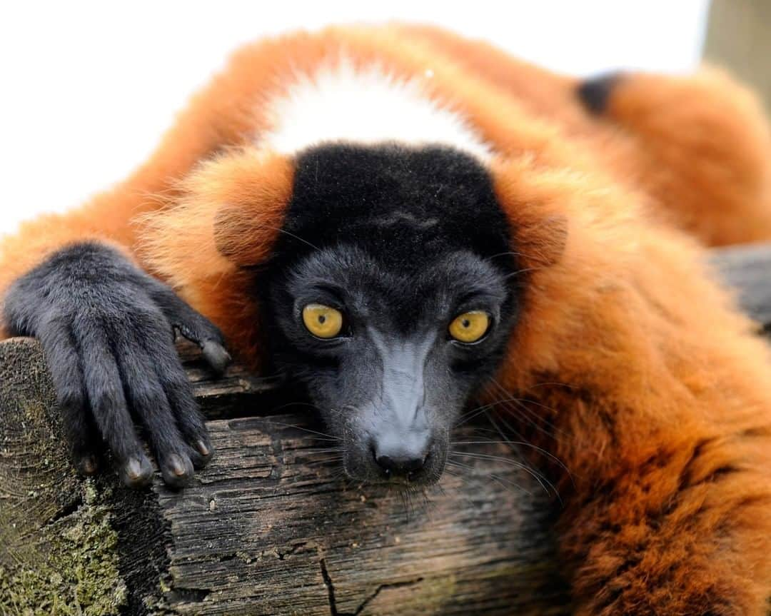 アニマルプラネットさんのインスタグラム写真 - (アニマルプラネットInstagram)「Try saying red ruffed lemur ten times fast! These intelligent primates have learned the calls of other animals, including: black and white lemurs and copperheads. . . . . . . #animalplanetupclose #animalsofinstagram #animalplanet #animaloftheday #wild #wildlife #outdoors #animals #wildanimals #conservation #nature #animallovers #instanature #wildgeography #lemur #redruffedlemur #primate」7月1日 1時00分 - animalplanet