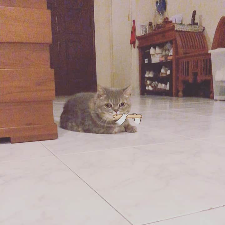 Pancakeのインスタグラム：「erm... flute player is in da house 🎼🙃😂 #cats #catlovers #catsconnect #catstagram #catsoninstagram #catsofinstagram #catoftheday #kittygram #kittensoninstagram #kittensofinstagram #sgcats #pets #petlovers #pancake #petstagram #instacats #thedailykitten  #instagramcats #munchkincats #neko #ねこ #マンチカン #snowapp」