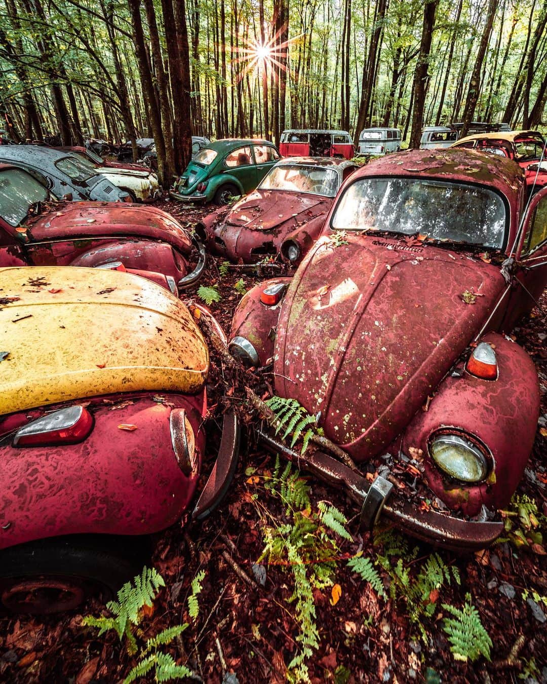 Abandoned Placesさんのインスタグラム写真 - (Abandoned PlacesInstagram)「An old Volkswagen collection rotting away in the woods. Photography by @alexplore23 . . . . . #itsabandoned #decay #ruins #explore #urbex #UrbanExploring #history #adventure #abandonedplaces #photography #abandonedphotography #travel #forgotten #abandoned #allabandoned #gramslayers #artofvisuals #AOV #MoodyGrams #illgrammers #HeaterCentral #createcommune #AGameofTones #create #abandonednature #abandonedEurope #urbexphotography #urbandecay #exploreeverywhere #photography」7月1日 1時12分 - itsabandoned