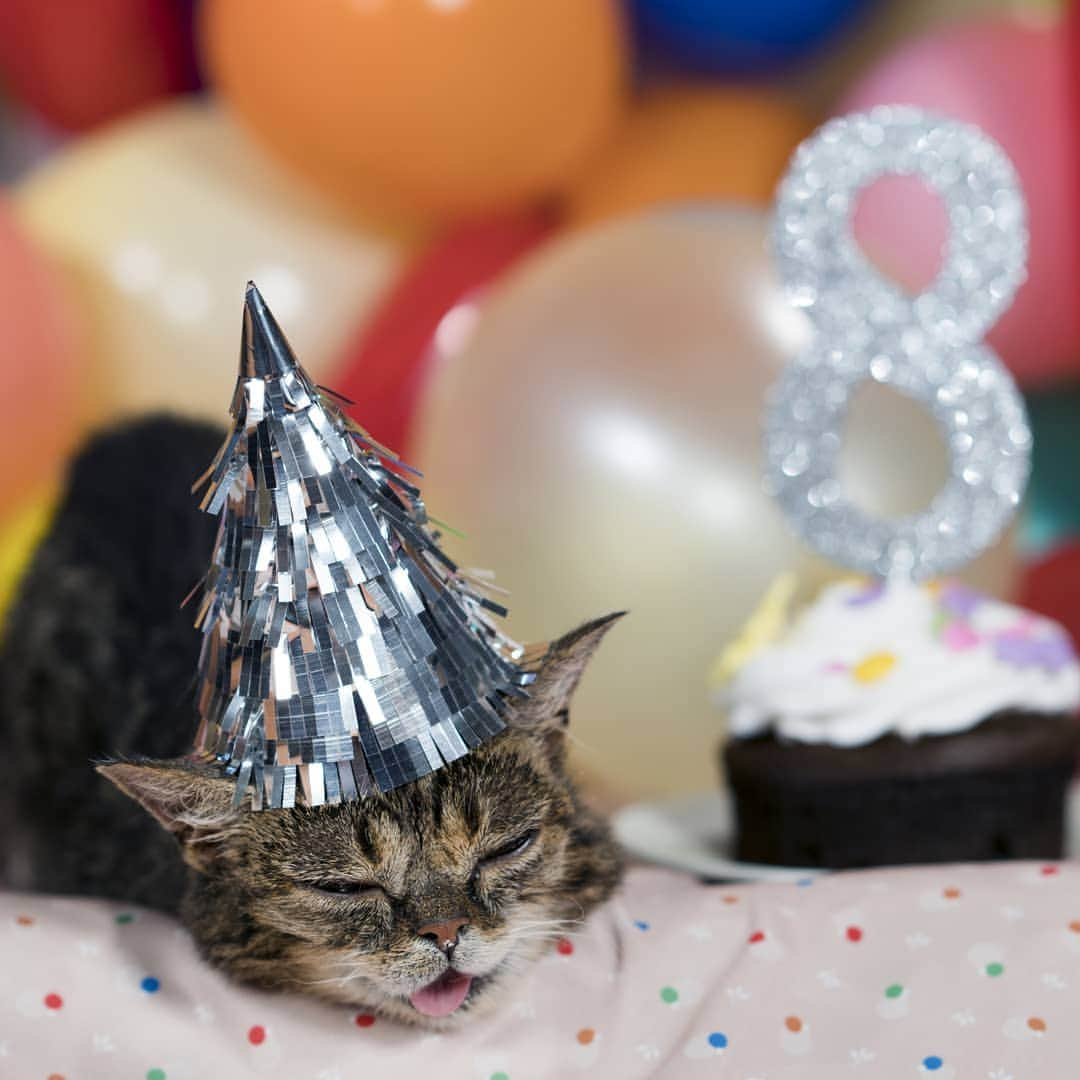 Lil BUBさんのインスタグラム写真 - (Lil BUBInstagram)「That was one heck of a birthday month. GOOD JOB BUB. #iamlilbub #lilbub」7月1日 1時26分 - iamlilbub