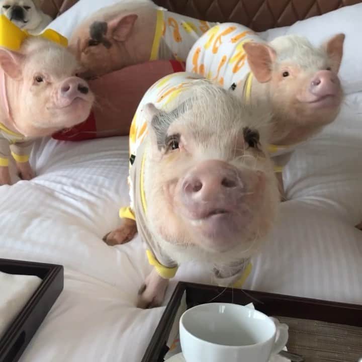 のインスタグラム：「While mom was getting ready, Silly Pop called up room service and we surprised her with breakfast in bed. This is what she walked out to. We were minding our piggy manners and waiting for her before we started pigging out on ours, of course. ThOINKs @omnibatteryatl for the VIPig service. We had such a great time during our stay in Atlanta.🛏🐷🐶🍽🥞#AttheOmni  #roomservice #breakfastinbed #PiggyPenn #Pigtailthepug #PoseyandPink #PrissyandPop」