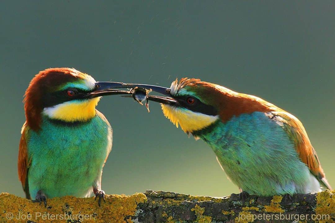thephotosocietyさんのインスタグラム写真 - (thephotosocietyInstagram)「Photo by @joepetersburger/@thephotosociety // GIVE IT TO ME! // Bee-eater (Merops apiaster) male offers a #bumblebee to the #female (left). This behavior called 'courtship feeding', when the male offers certain amount of 'gifts' to the female in order to let him mate her once. Counting starts again after each action... Taken about 10 miles from my actual residency in #Hungary. No need to travel far away for fantastic experience. Travel less, discover your backyard, reduce your ecological footprint! #beeeater #feathers #education #sciencecommunication #protection #bird #birdphotography #discoveryourbackyard」7月1日 1時31分 - thephotosociety
