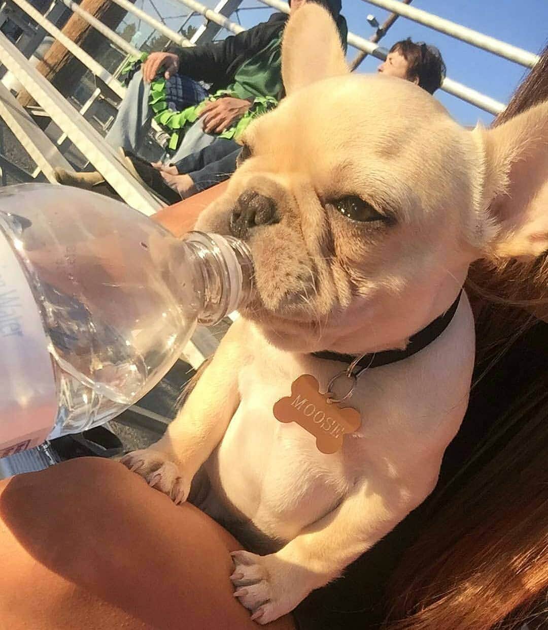 French Bulldogさんのインスタグラム写真 - (French BulldogInstagram)「Mr. Moose is thirsty 🍼 Welcome to the new week furry friends 🐾❤ @mooosetracks . . . . . #frenchbulldog #frenchbulldogpuppies #frenchbulldogs#frenchbulldogsofinstagram #frenchiestagram #dog#frenchies #dogs #dogstagram #dogsofinstagram #pups#pupsofinstagram #puppylove #puppies #bulldog#bulldogpuppy #pet #pets #petstagram #daily_frenchie#petsofinstagram #frenchie #cutepuppy #cuteanimal#cuteanimals #ilovemydog #ilovedogs #doglover#bulldoglove #instadogs」7月1日 12時26分 - frenchie.world