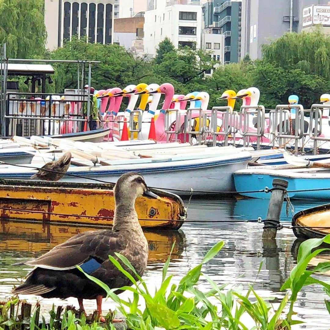 run+さんのインスタグラム写真 - (run+Instagram)「2019.06.15【花巡りランVer4蓮】試走 写真を撮ったりしながら予定コースチェック📍 浅草から上野を通り入谷からぐるっと約11キロくらい。 ・ 霧雨しとしと… 雨粒纏った蓮の蕾や、雨粒に浮かぶ花びら、池から引き揚げてきたスワンボート…など雨の日ならではの景色を見ながらランよりお散歩多めの試散歩。 ・ 七夕の飾り付けで彩られた #小野照崎神社 この日は小野照崎神社の富士塚［下谷坂本富士］はちょうど山開き⛰ 6/30&7/1しか開かれない下谷坂本富士に登頂！ ・ 雨だから見える景色を満喫。とはいえ、当日は晴れますように😆 ・ #蓮 #ハス #御朱印 #run➕α ・ ＊-------------------------------------------------＊ #RUNPLUS #ランニケーション ＊-------------------------------------------------＊ ・ #花見ラン #花見RUN #花見は桜だけじゃないよ ・ #花見 #蓮 #花御朱印 #写ラン #ランニング #RUN #ゆるラン #走れるって幸せ #写ラン ・ #街ラン #街RUN #CITYRUN #RUNNING #ランニング #ジョギング #ゆるラン #ランニング女子 ・ ガーミン #NIKEPLUS #ハシリマスタグラム #ハシリマシタグラム #Runday #RunLovesLife #joyrun  #ランニング好きでカメラ好きな人と繋がりたい」7月1日 12時26分 - runplus