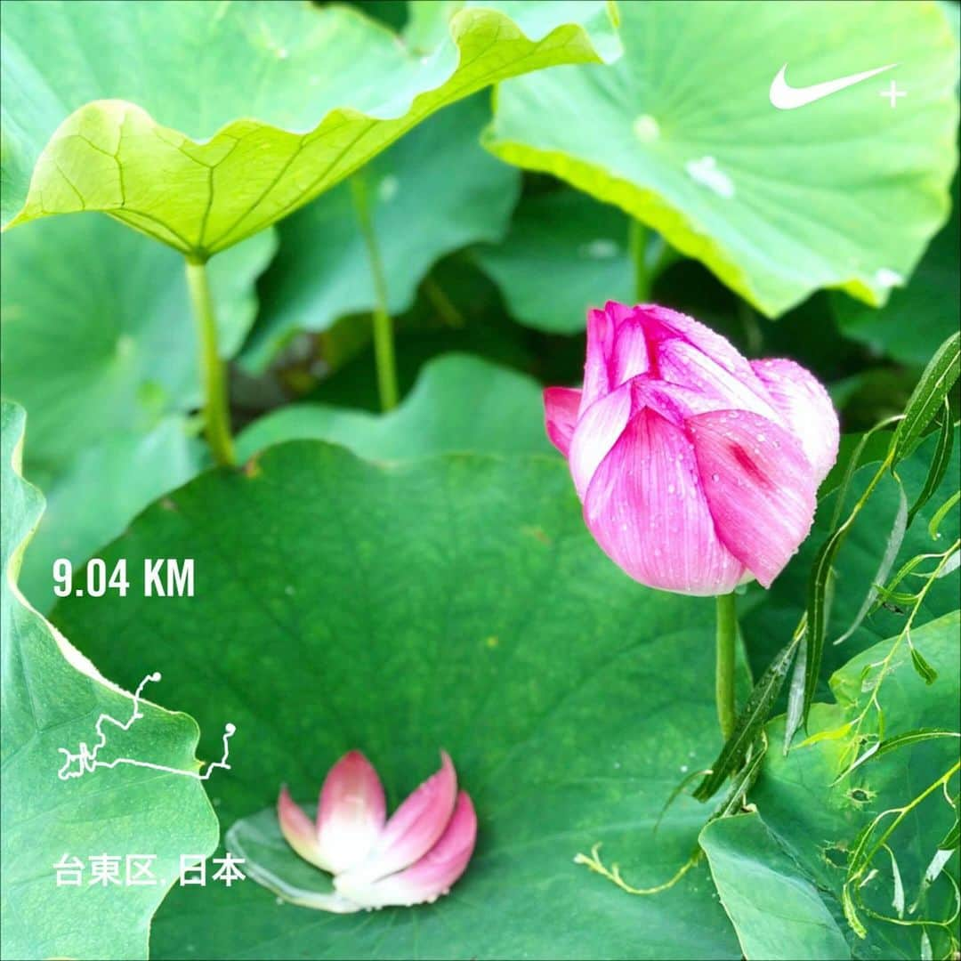 run+さんのインスタグラム写真 - (run+Instagram)「2019.06.15【花巡りランVer4蓮】試走 写真を撮ったりしながら予定コースチェック📍 浅草から上野を通り入谷からぐるっと約11キロくらい。 ・ 霧雨しとしと… 雨粒纏った蓮の蕾や、雨粒に浮かぶ花びら、池から引き揚げてきたスワンボート…など雨の日ならではの景色を見ながらランよりお散歩多めの試散歩。 ・ 七夕の飾り付けで彩られた #小野照崎神社 この日は小野照崎神社の富士塚［下谷坂本富士］はちょうど山開き⛰ 6/30&7/1しか開かれない下谷坂本富士に登頂！ ・ 雨だから見える景色を満喫。とはいえ、当日は晴れますように😆 ・ #蓮 #ハス #御朱印 #run➕α ・ ＊-------------------------------------------------＊ #RUNPLUS #ランニケーション ＊-------------------------------------------------＊ ・ #花見ラン #花見RUN #花見は桜だけじゃないよ ・ #花見 #蓮 #花御朱印 #写ラン #ランニング #RUN #ゆるラン #走れるって幸せ #写ラン ・ #街ラン #街RUN #CITYRUN #RUNNING #ランニング #ジョギング #ゆるラン #ランニング女子 ・ ガーミン #NIKEPLUS #ハシリマスタグラム #ハシリマシタグラム #Runday #RunLovesLife #joyrun  #ランニング好きでカメラ好きな人と繋がりたい」7月1日 12時26分 - runplus