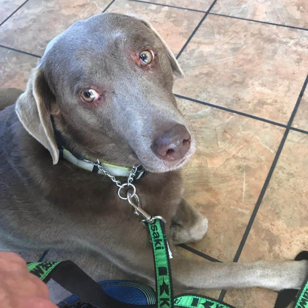 ストーン・コールド・スティーブ・オースチンのインスタグラム：「Moolah at the vet this morning for knee surgery on her left rear leg. Blew out her cranial cruciate ligament (ACL for humans)  chasing Cali. She just came out of surgery and is in recovery. Making her comeback in a couple months.  #doglife #silverlab #tplosurgery」