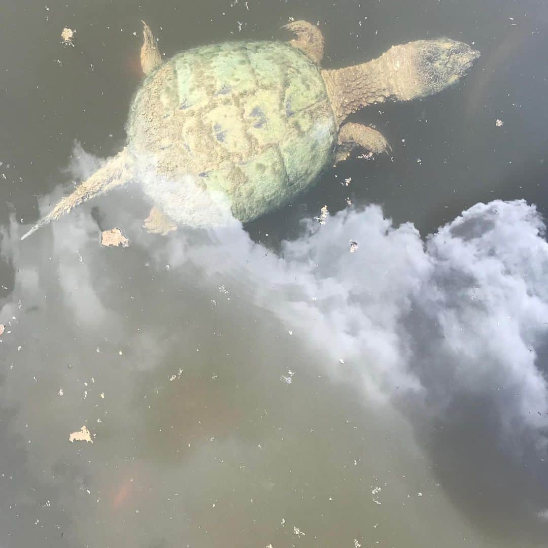 ヤニ・ゲルマンのインスタグラム：「flying turtles」