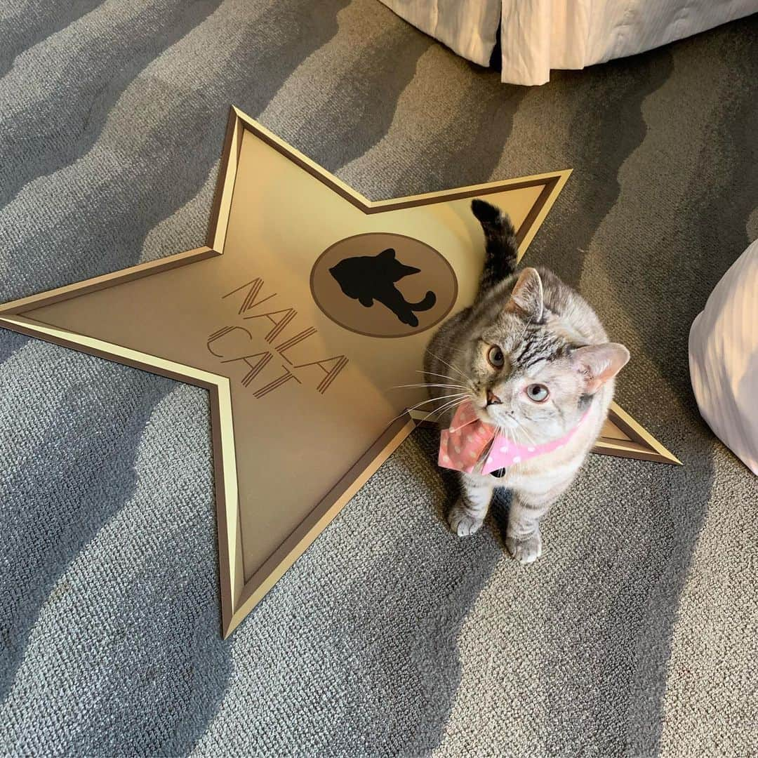 nala_catさんのインスタグラム写真 - (nala_catInstagram)「Swipe⬅️ It was a pleasure meeting everyone  at @catconworldwide this weekend! @merrelltwins @vanessamerrell @veronicamerrell @angelakinsey @ricardo @aaronsanimals @pudgethecat」7月1日 11時25分 - nala_cat