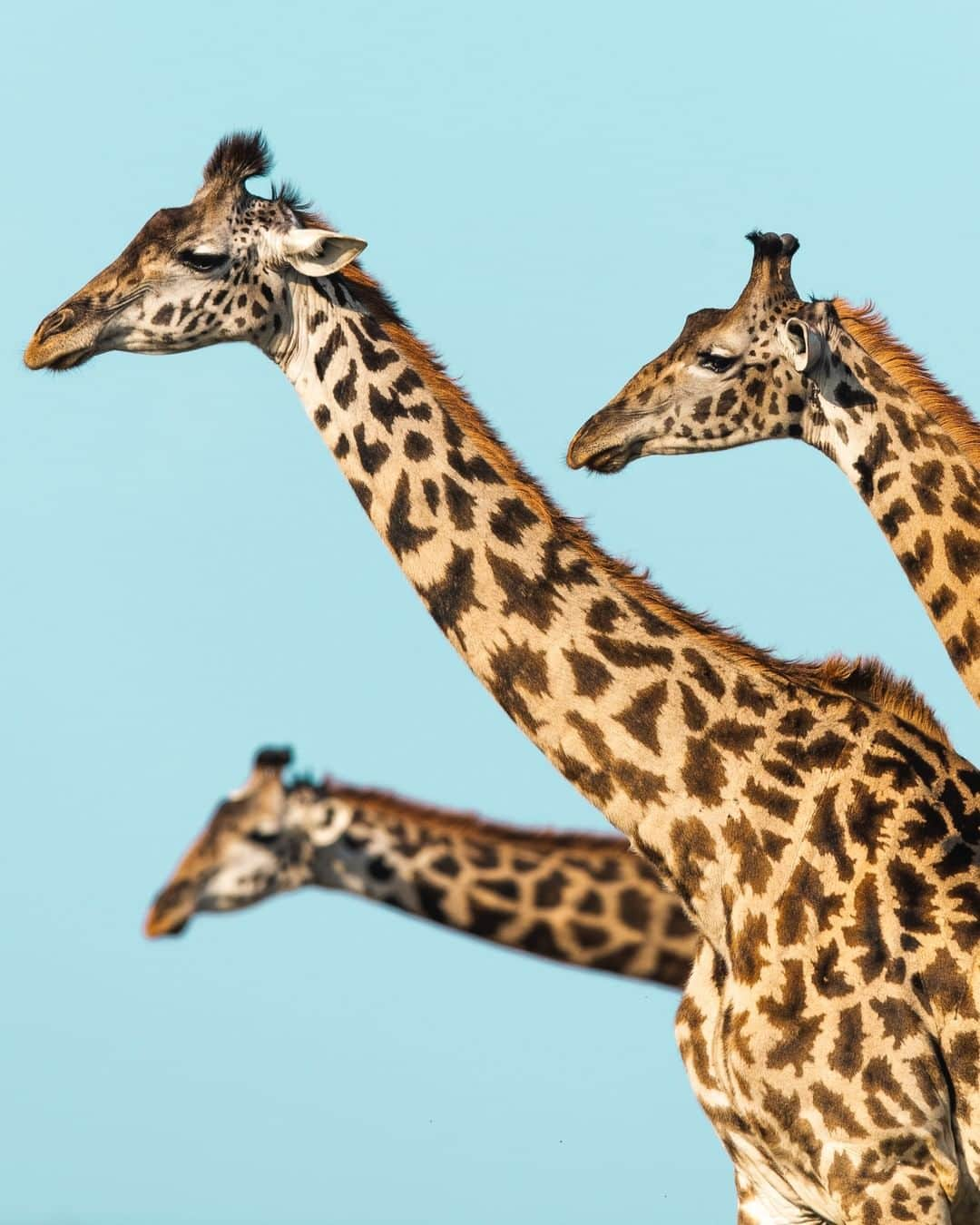 Nikon Australiaさんのインスタグラム写真 - (Nikon AustraliaInstagram)「"When I saw the trio of giraffes from afar I immediately knew how I wanted the image to look. I positioned myself to have them lined up from the side where the sunlight was at a better angle and waited for the perfect moment when they all raised their heads before I pressed the shutter." - @frankliuphotography  Camera: Nikon #D850 Lens: AF-S NIKKOR 400mm f/2.8E FL ED VR Settings: f/4 | ISO 110 | 1/2000s | 400mm  #MyNikonLife #Nikon #NikonAustralia #NikonTop #Photography #DSLR #WildlifePhotography #Giraffes #MyNikkor #Nikkor」7月1日 12時11分 - nikonaustralia