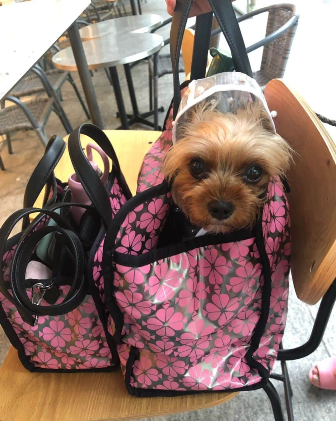 Rubyさんのインスタグラム写真 - (RubyInstagram)「☔️ ☔️ ☔️ ㅤㅤㅤㅤㅤㅤㅤㅤㅤㅤㅤㅤㅤ ㅤㅤㅤㅤㅤㅤㅤㅤㅤㅤㅤㅤㅤ  #yorkie #ヨーキー #yorkshireterrier #ヨークシャテリア#katespade #loveinspades #ケイトスペード #ラブインスペード」7月1日 12時20分 - ruby_the_yorkie