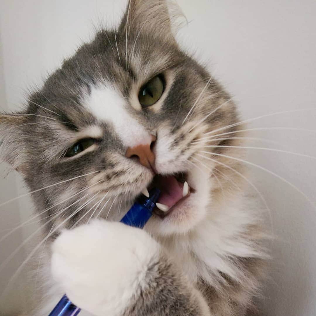 Nila & Miloさんのインスタグラム写真 - (Nila & MiloInstagram)「It's important to brush your teeth. 😊😁 #milo #goodytwoshoes #catteeth #cat」7月1日 3時59分 - nilamilo