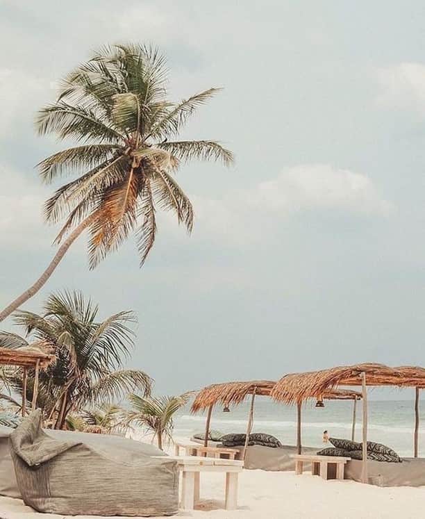 チェイサーのインスタグラム：「summer to-do list: relax under the palms 🌴☀️ & we have all the essentials to do it! 👙 #chaserbrand @chaserbrand #viapinterest #sourceunknown」