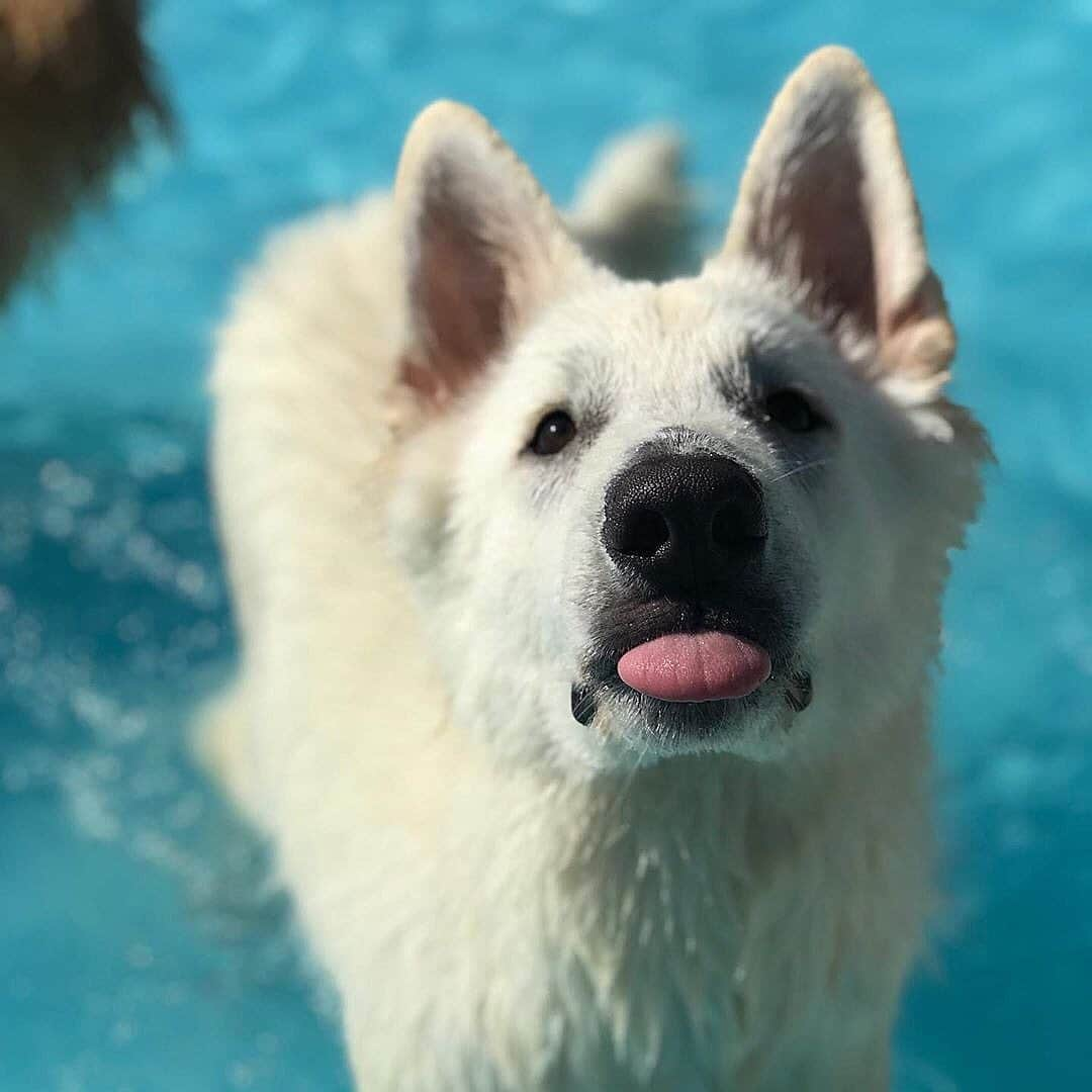 Bruno Gagliassoさんのインスタグラム写真 - (Bruno GagliassoInstagram)「Neguei uma bola pro Lobo e ele me responde assim… Tô sem moral nenhuma 😂🐶 @caovoces 🎾 BOM DOMINGO!」7月1日 4時25分 - brunogagliasso